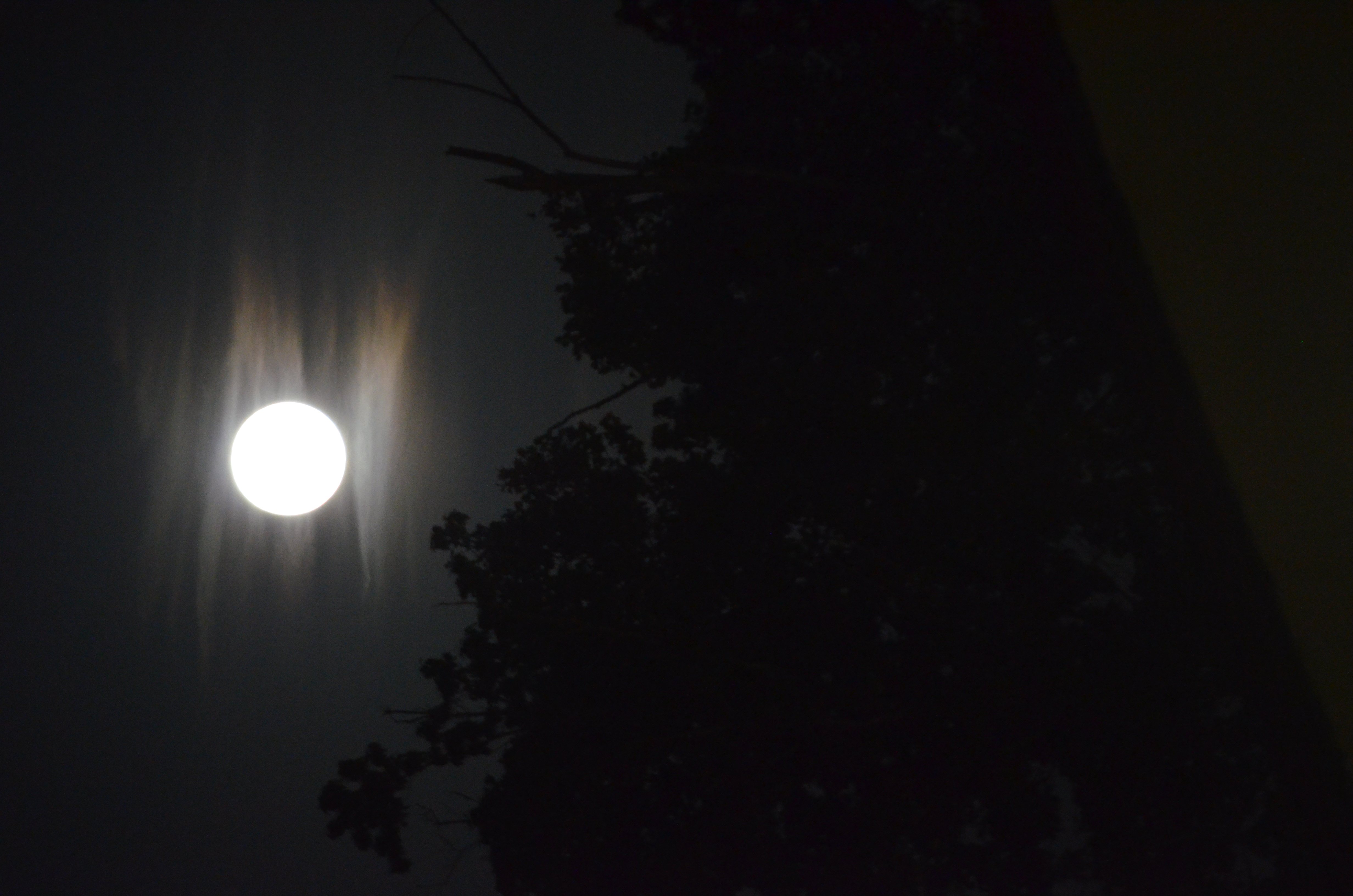 ./2016/18 - Grape Stump/DSC_0665.JPG